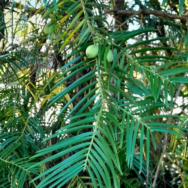 Cephalotaxus fortunei Leaf