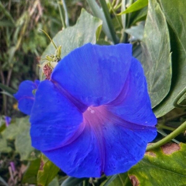 Ipomoea indica Cvet