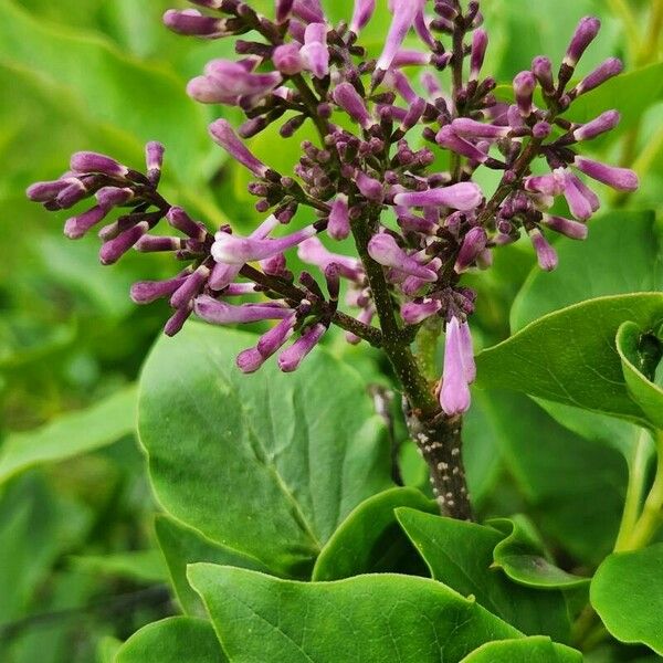 Syringa josikaea Flor