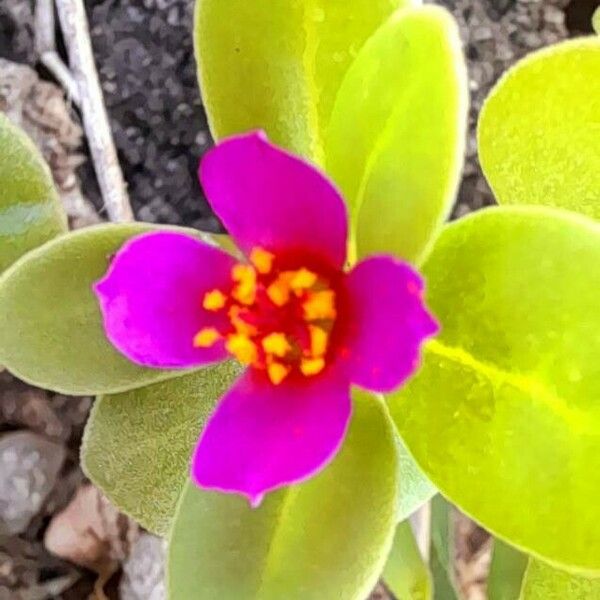 Portulaca umbraticola Flower