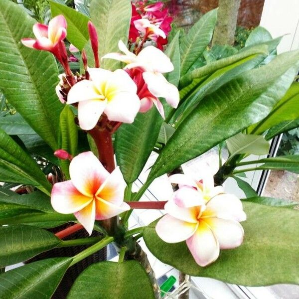 Plumeria rubra Flower