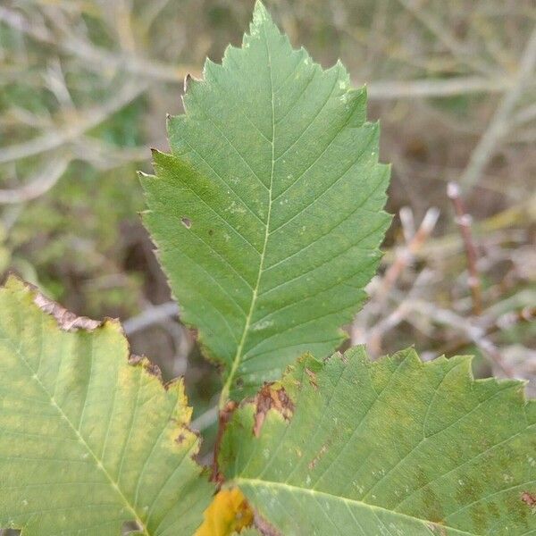 Ulmus minor পাতা