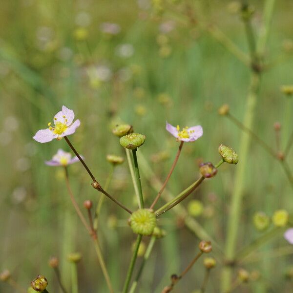 Alisma lanceolatum 花