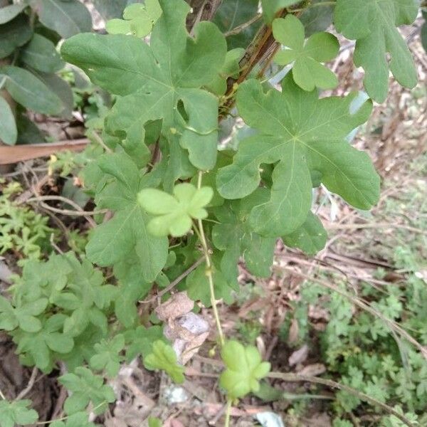 Tropaeolum peregrinum Folha