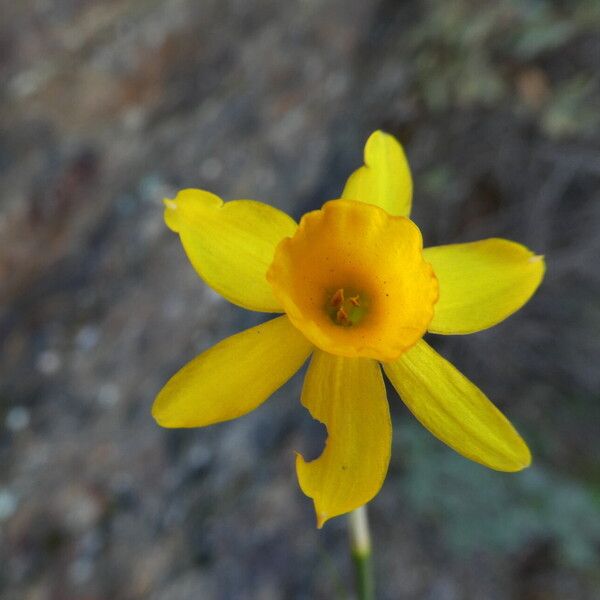 Narcissus assoanus ফুল