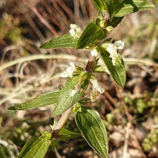 Stachys annua Leaf