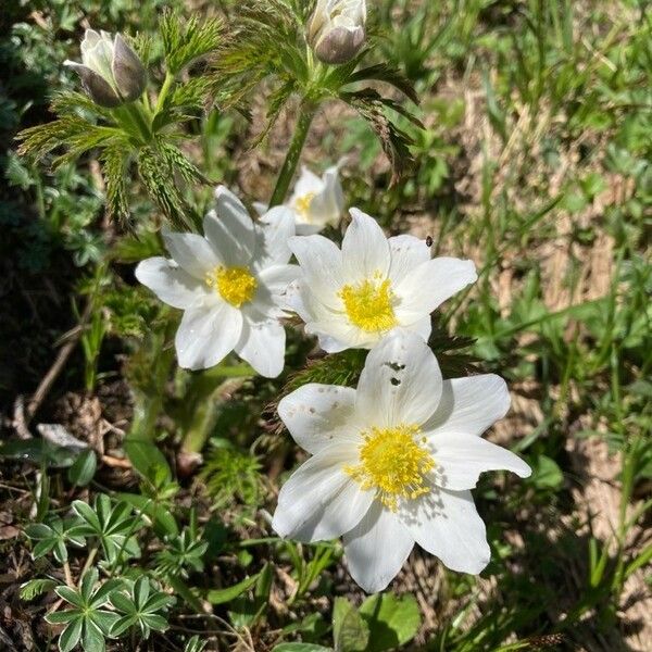 Pulsatilla alpina Flower