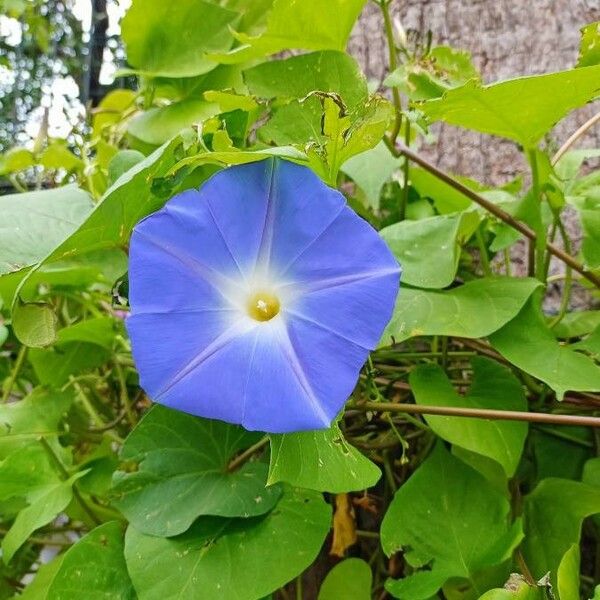 Ipomoea tricolor Fleur