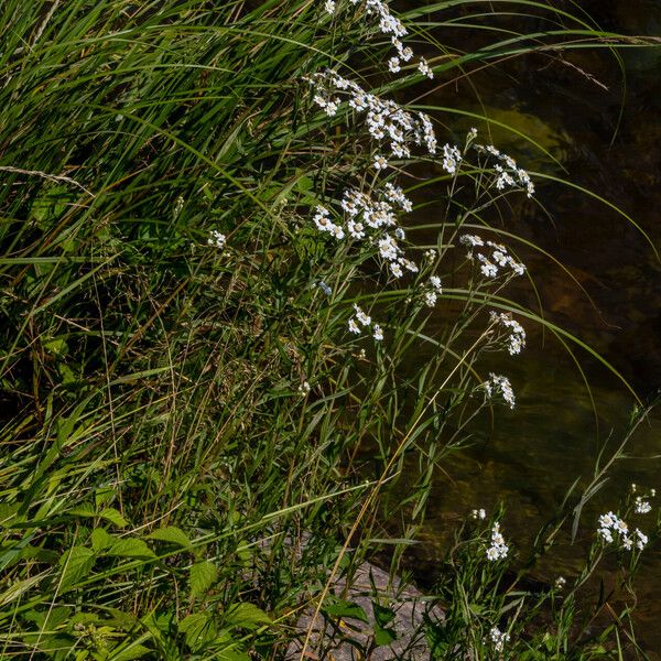 Achillea ptarmica ᱛᱟᱦᱮᱸ