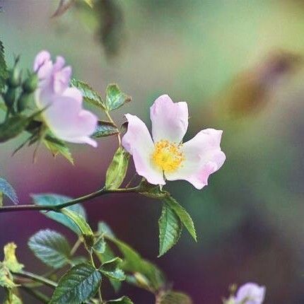 Rosa micrantha Λουλούδι