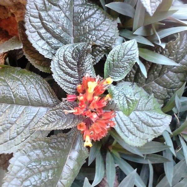 Chrysothemis pulchella Flower