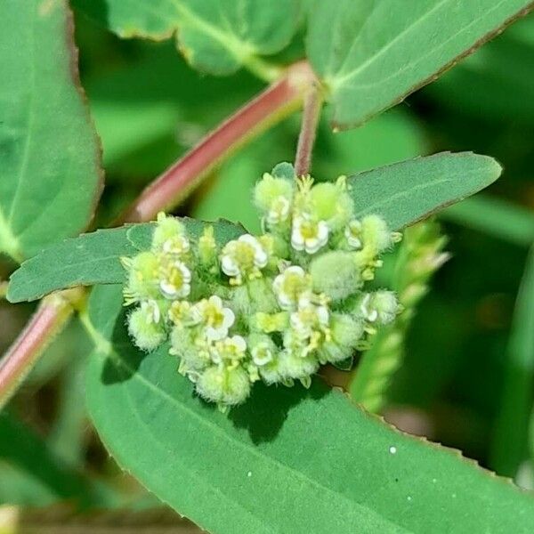 Euphorbia lasiocarpa Bloem