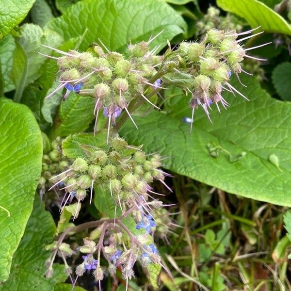 Trachystemon orientalis 花