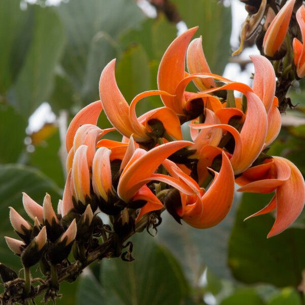 Mucuna bennettii Flor