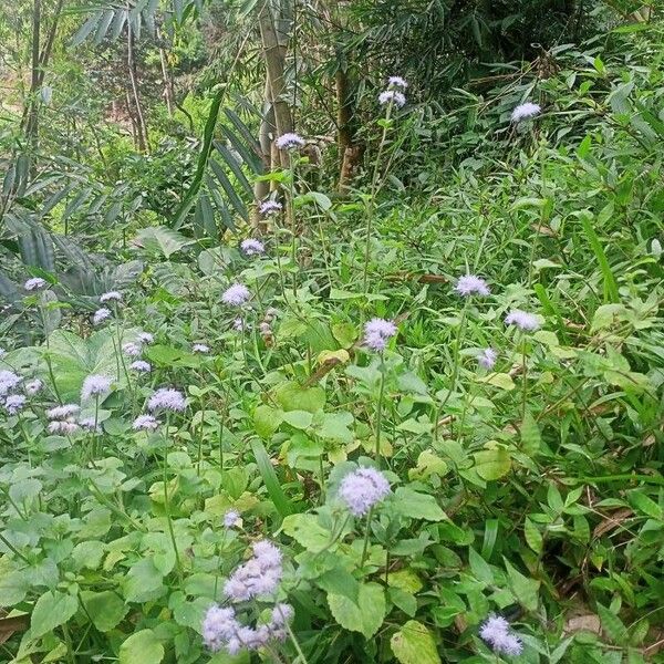 Ageratum houstonianum Fiore