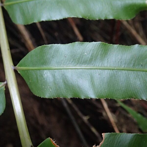 Stenochlaena tenuifolia Φύλλο