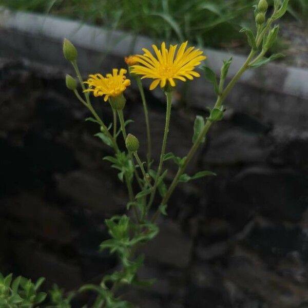 Heterotheca subaxillaris Virág