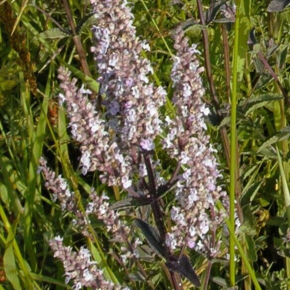 Nepeta nuda Flor