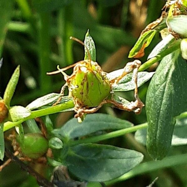 Hypericum maculatum Плод