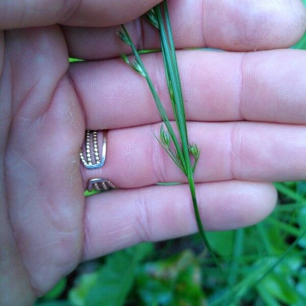 Juncus tenuis Blomst