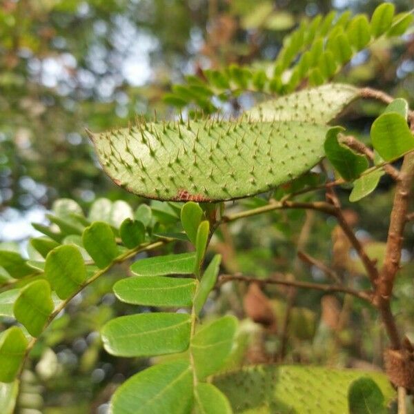 Caesalpinia echinata Fruit