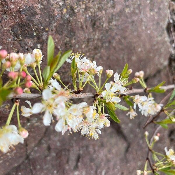 Prunus pumila Flor