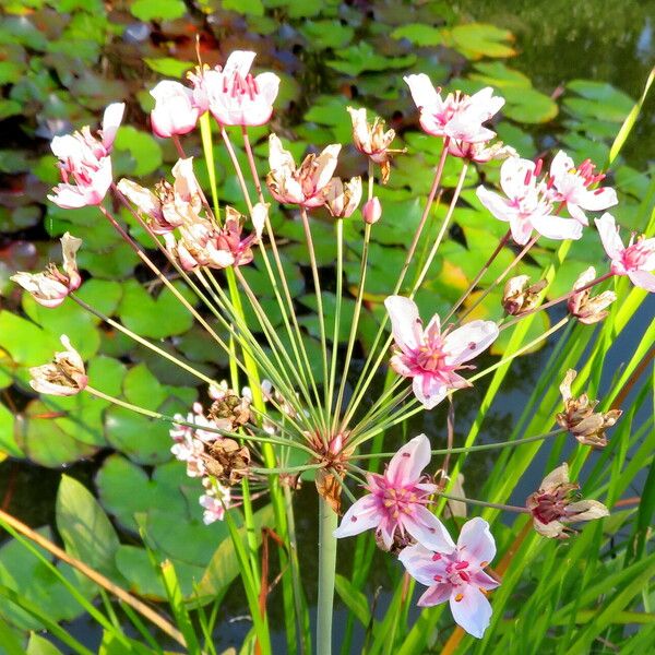 Butomus umbellatus Çiçek