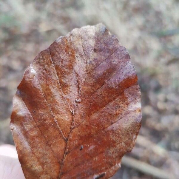 Fagus sylvatica Folla