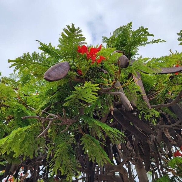 Delonix regia Frucht