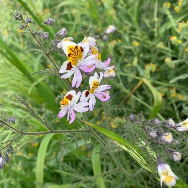 Schizanthus pinnatus Flower