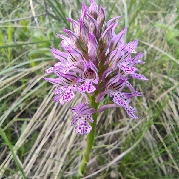 Neotinea tridentata Çiçek