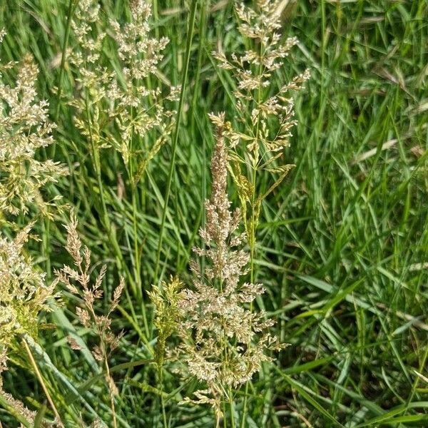 Agrostis gigantea Flower