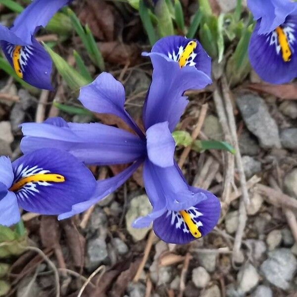 Iris reticulata Flower