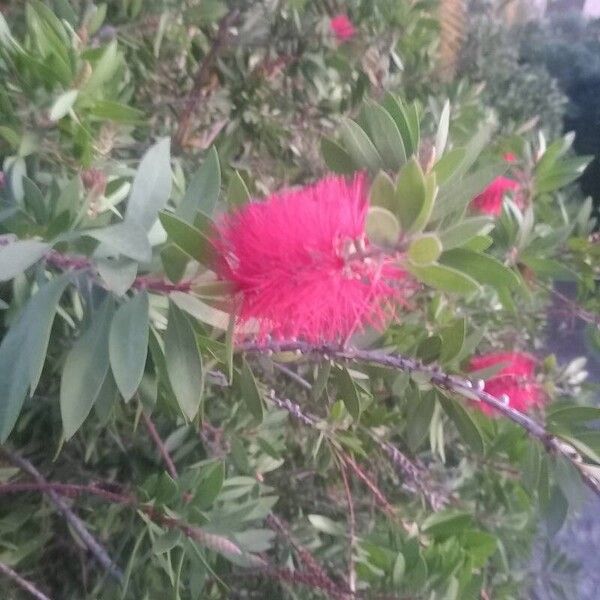 Melaleuca rugulosa Kvet