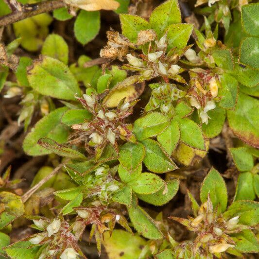 Trifolium glomeratum Fruit