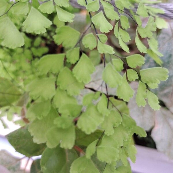 Adiantum raddianum Blatt