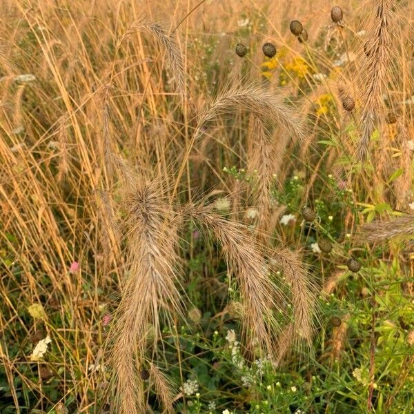 Elymus canadensis Plod