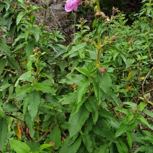 Cistus symphytifolius Blad