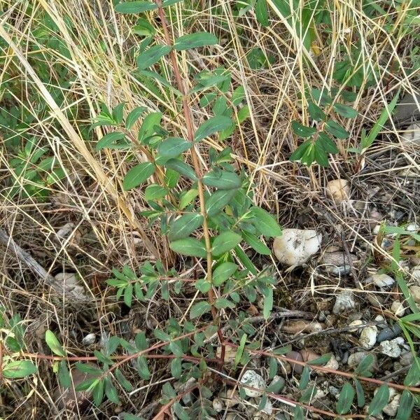 Euphorbia nutans 葉