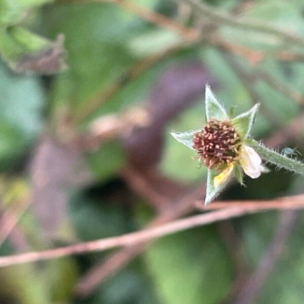 Geum urbanum Fruto