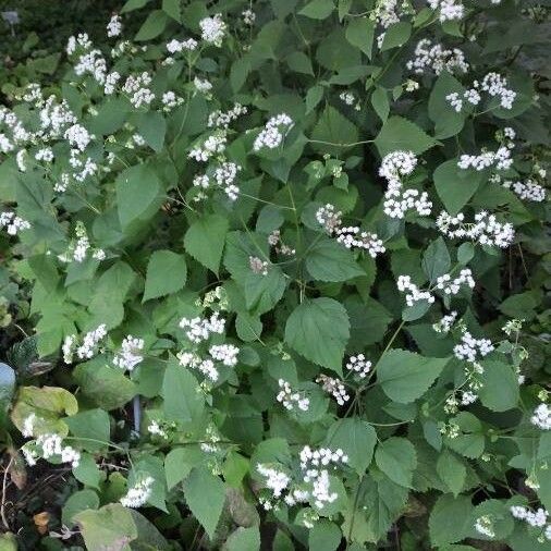 Ageratina altissima Habit