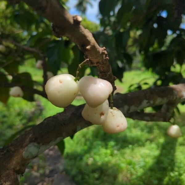 Syzygium malaccense ഫലം