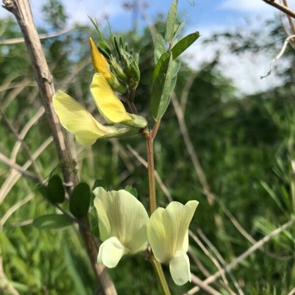 Vicia grandiflora Flor