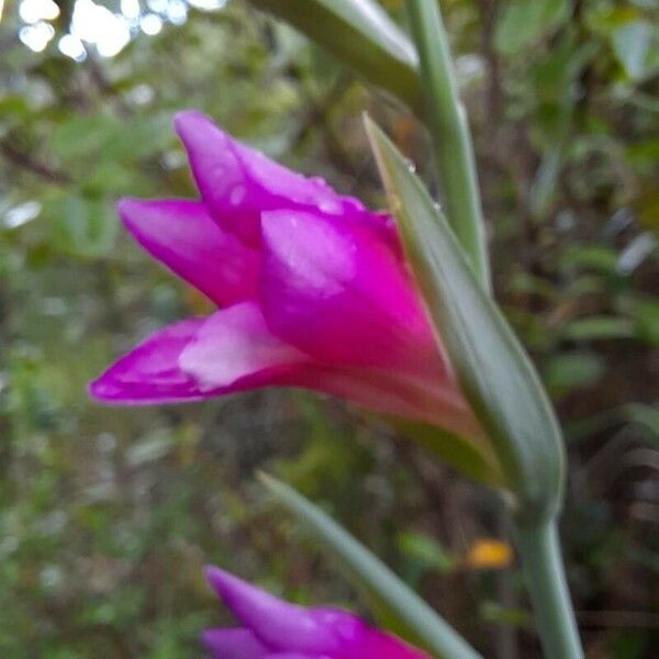 Gladiolus italicus Квітка