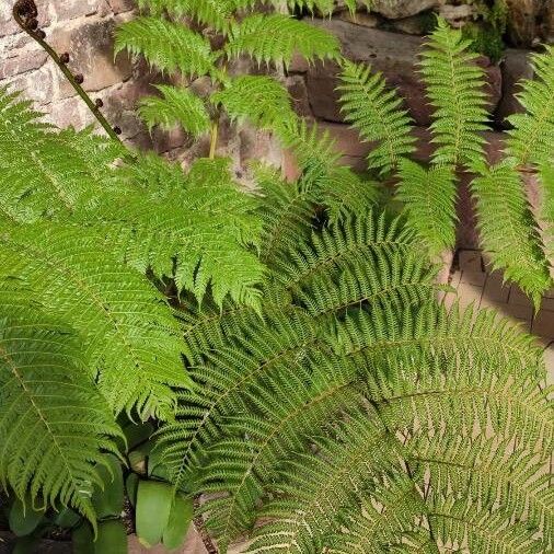 Cyathea pallescens