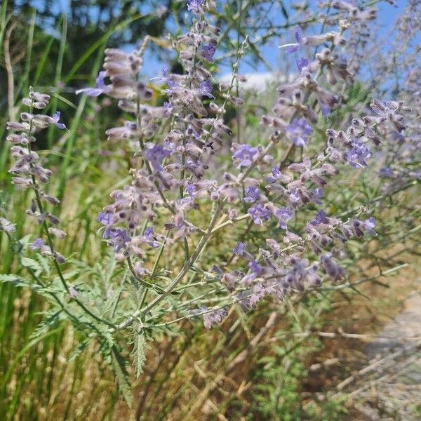 Salvia abrotanoides Квітка