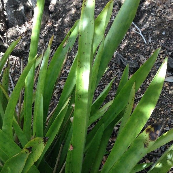 Bromelia karatas Fulla