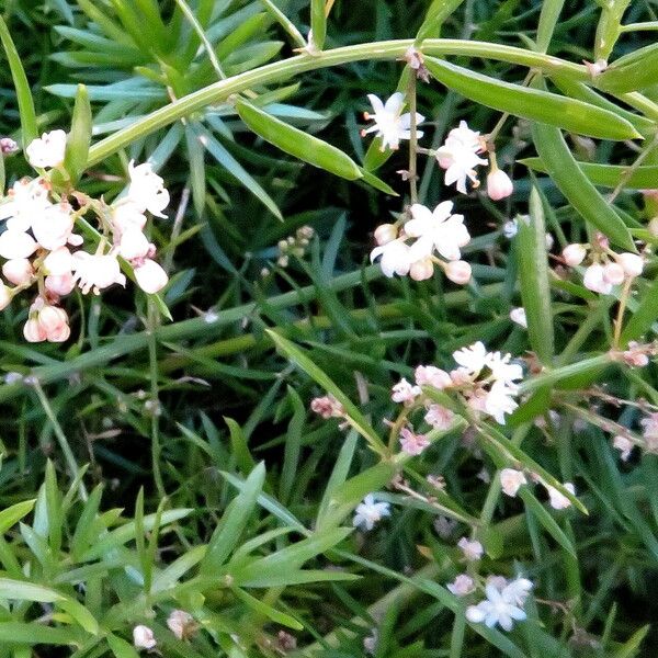 Asparagus setaceus Blomma