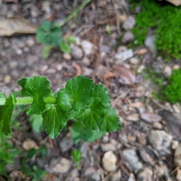 Triodanis perfoliata Leht