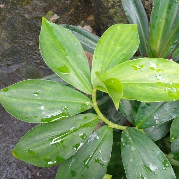 Hellenia speciosa Folha